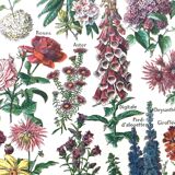 Ancient botanical plank flowers