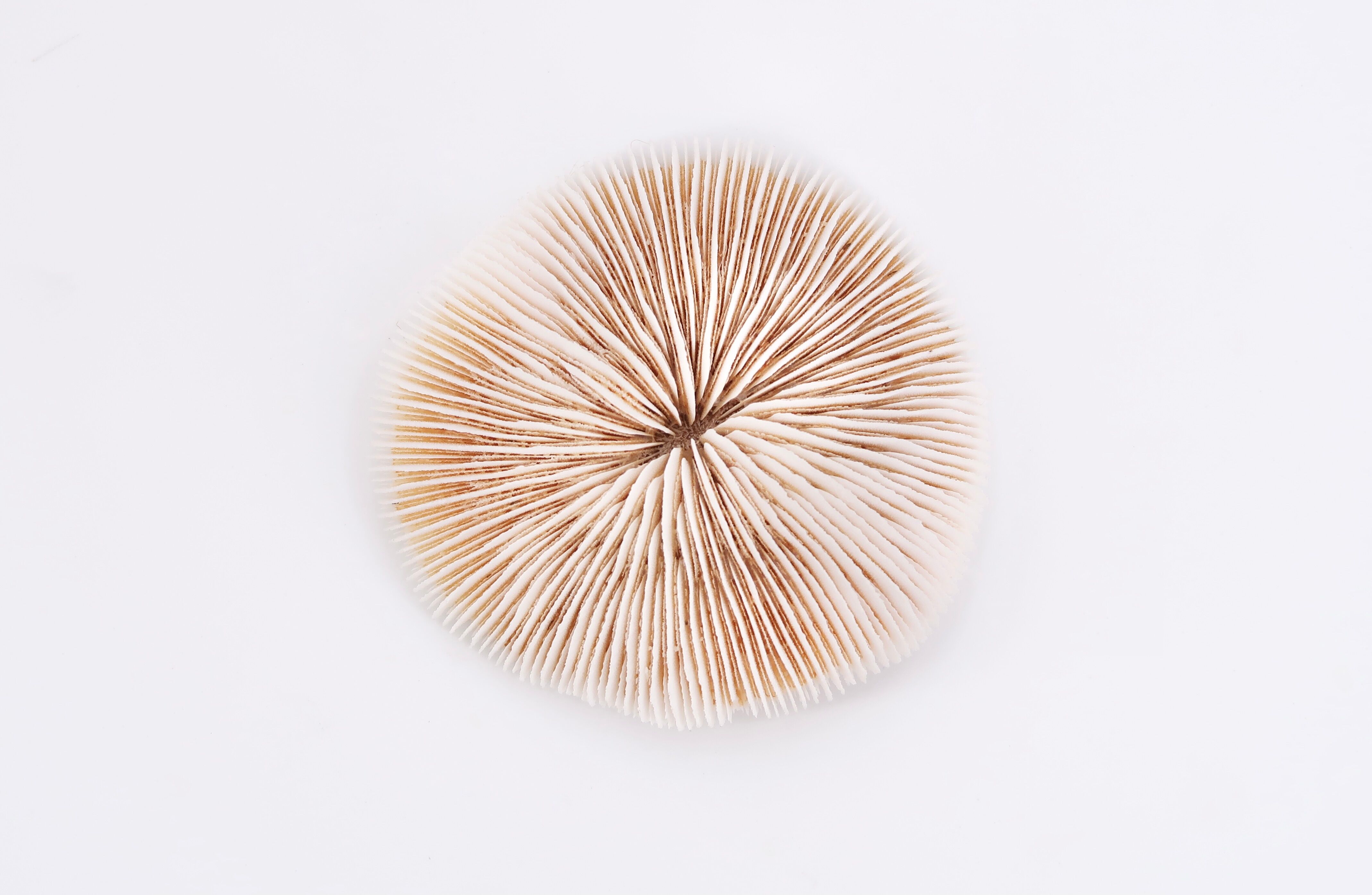Corail blanc, cabinet de curiosités