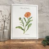 Botanical board the Garden Concern