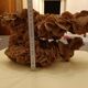 Algerian sand rose 3.8kg