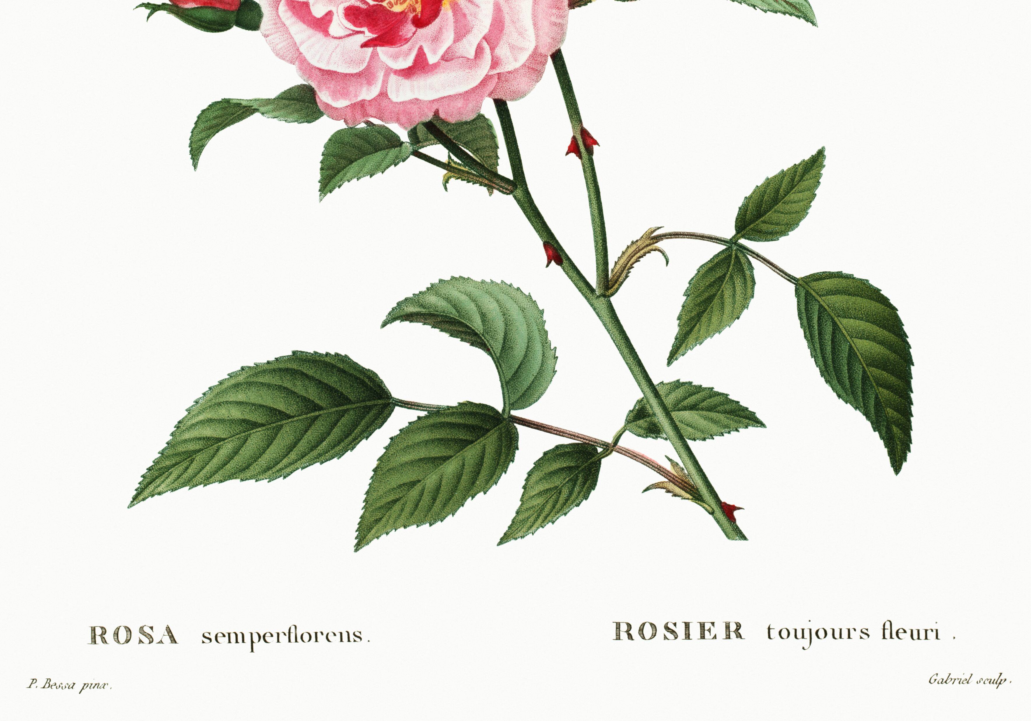Poster about the rose, based on an old engraving