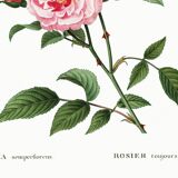 Poster about the rose, based on an old engraving