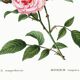 Poster about the rose, based on an old engraving