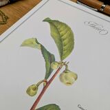 Printed in 1986, The Tea Planter. Original Vintage and Authentic.