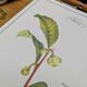 Printed in 1986, The Tea Planter. Original Vintage and Authentic.