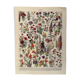 Lithograph on flowers from 1928