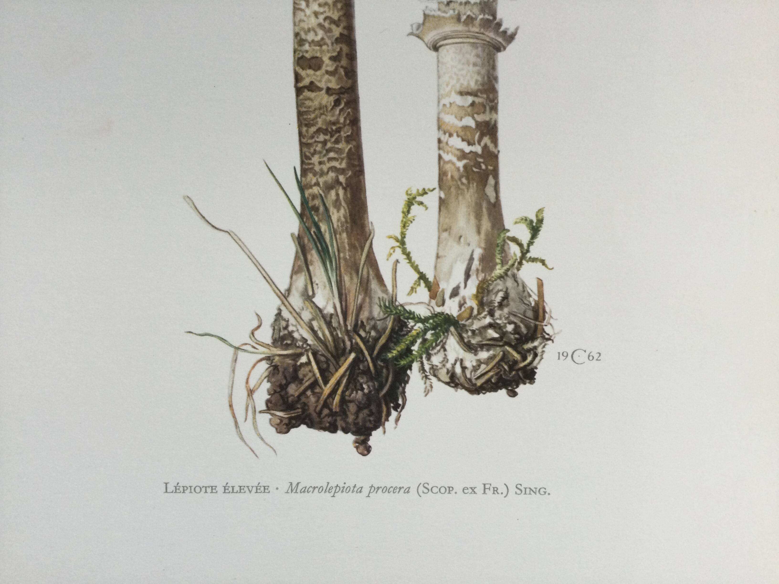 Botanical illustration "mushrooms", 1960s