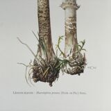 Botanical illustration "mushrooms", 1960s