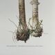 Illustration botanique "champignons", années 60