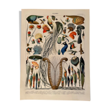 Lithograph on feathers from 1907