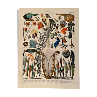 Lithograph on feathers from 1907