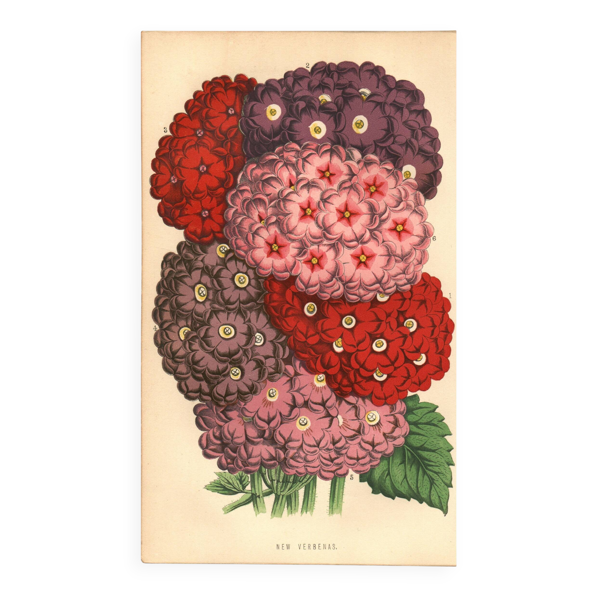 Gravure Botanique 1871 - Verveines - planche Fleur, Lithographie ancienne