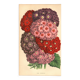 Gravure Botanique 1871 - Verveines - planche Fleur, Lithographie ancienne
