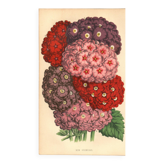 Botanical Engraving 1871 - Verbenas - Flower Plate, Antique Lithograph
