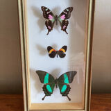 3 stuffed butterflies framed
