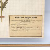 George Bert Herbarium