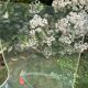 Plexiglass chairs Armet Italy