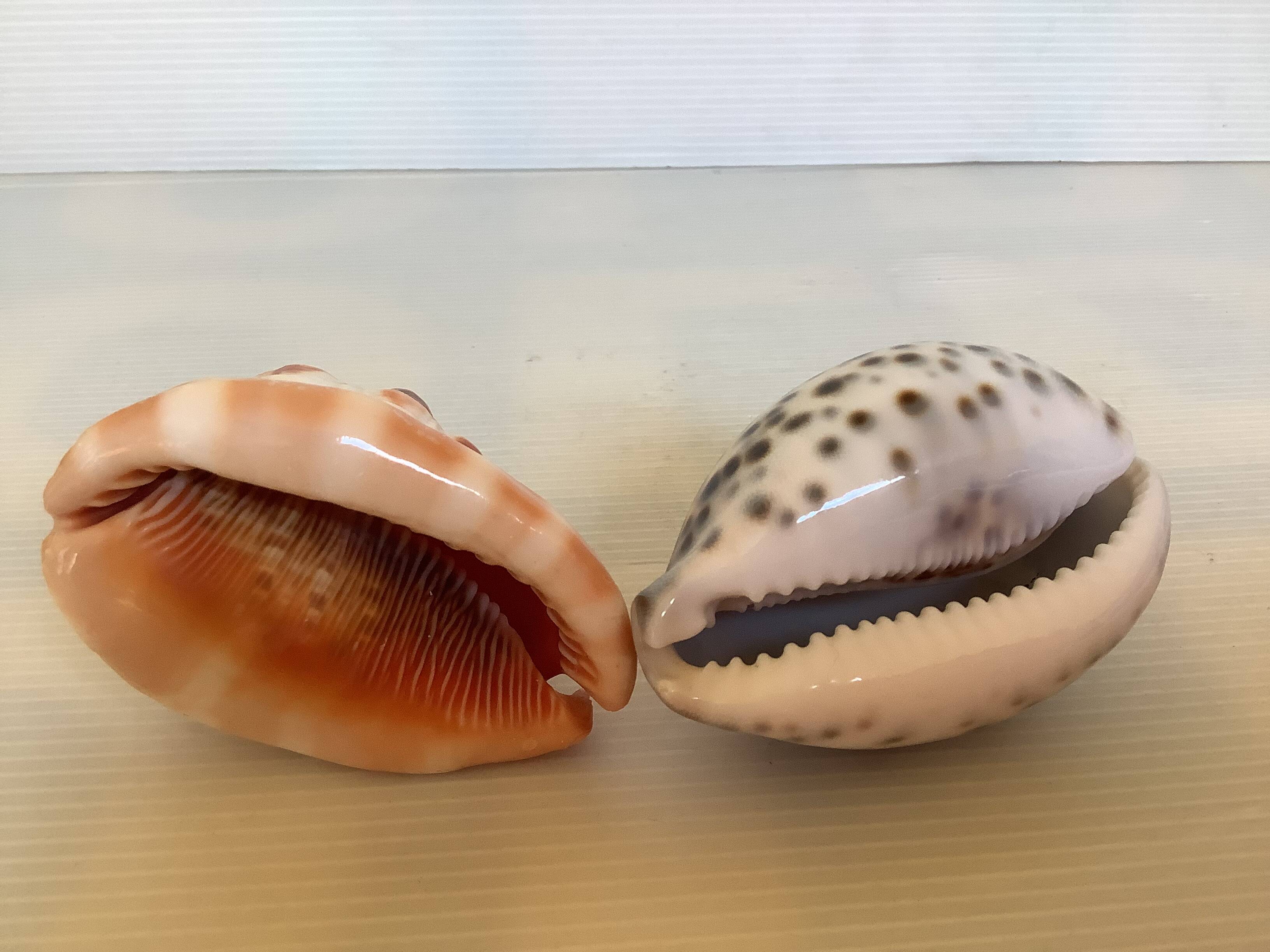 Duo de coquillages cypraea tigris