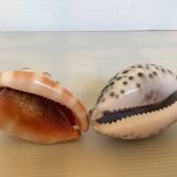 Duo of cypraea tigris shells