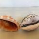 Duo de coquillages cypraea tigris