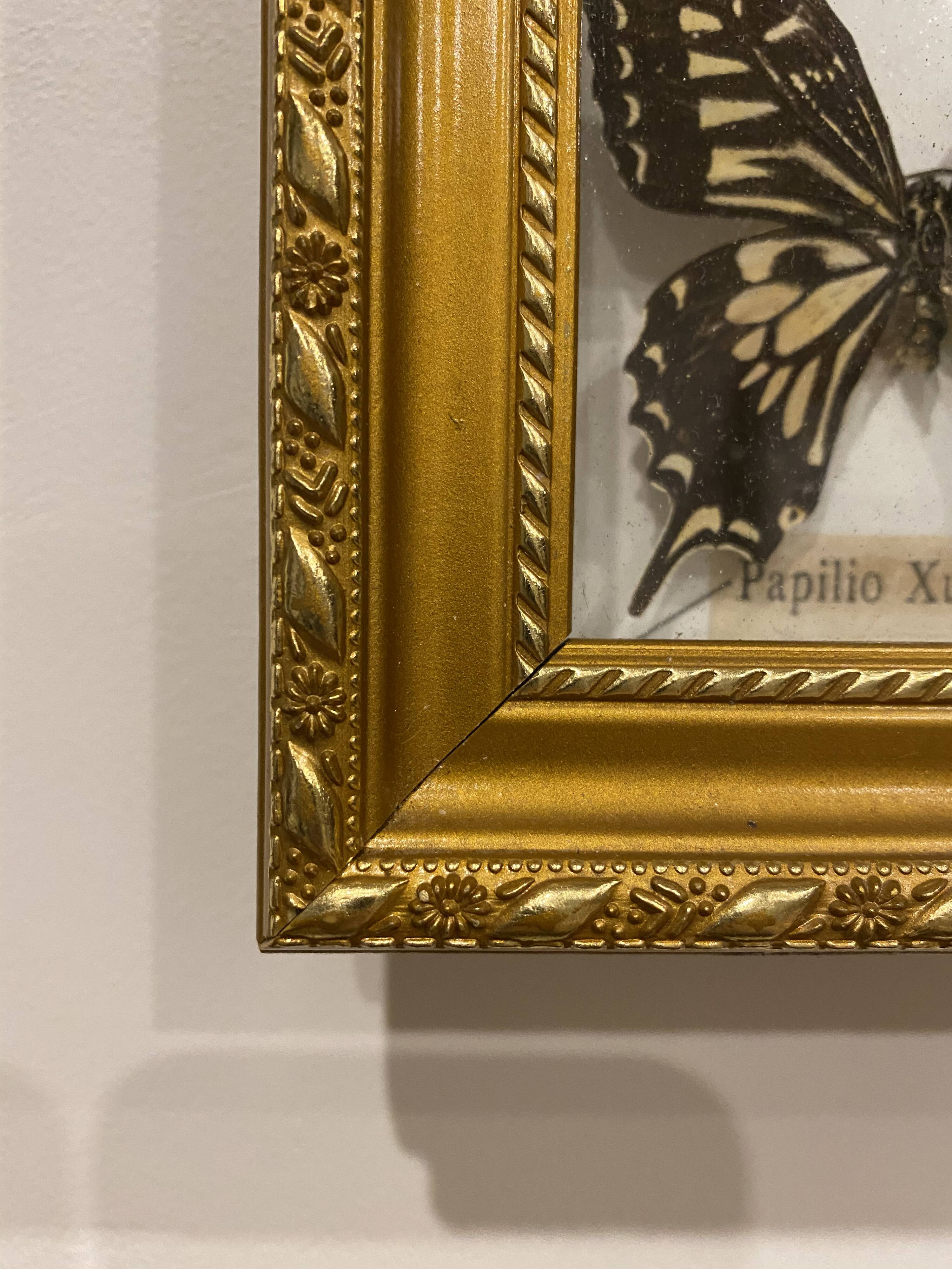 Vintage butterfly frame