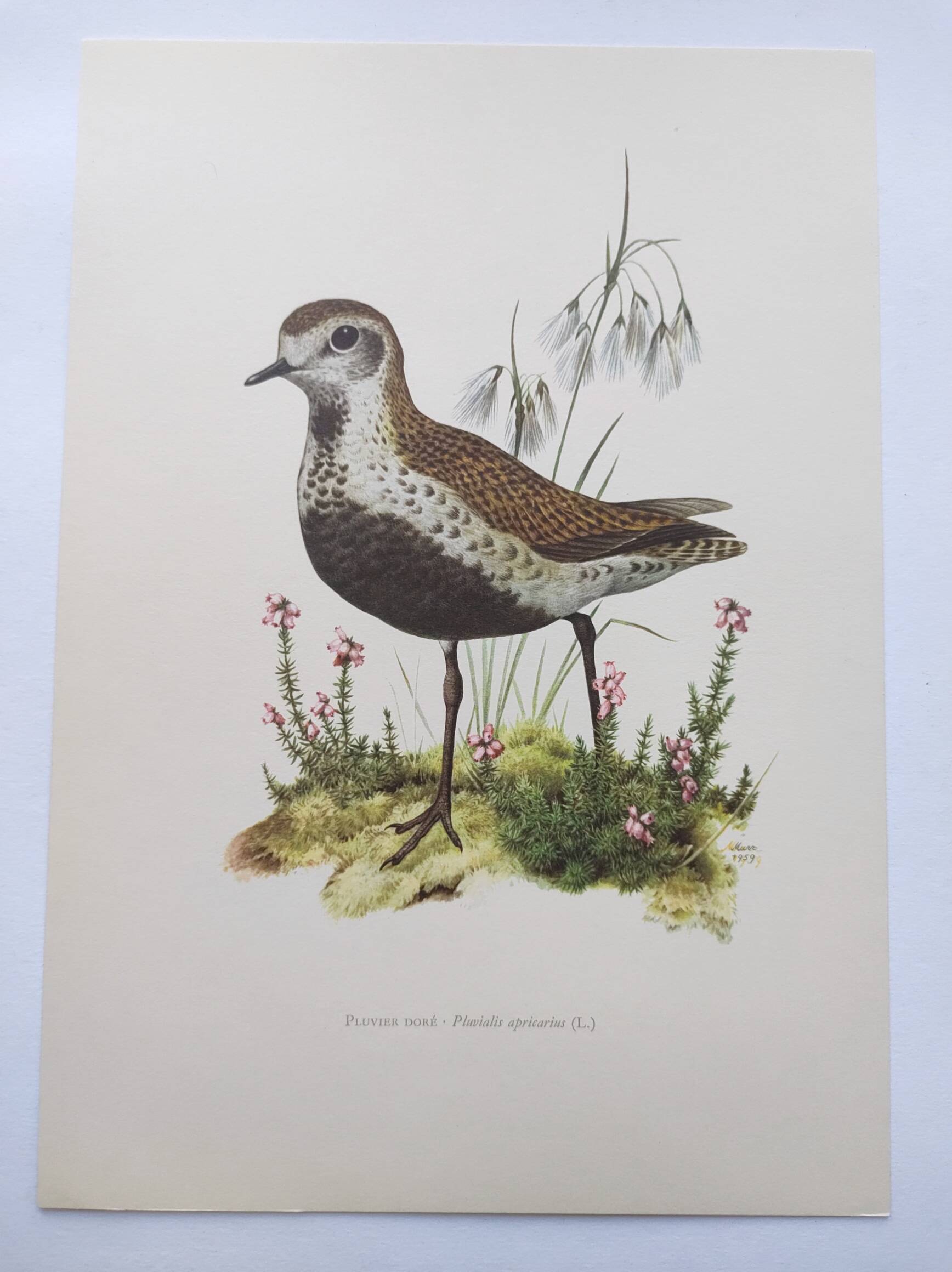 Old bird illustration from the 1960s - Golden Plover - Animal and nature plate