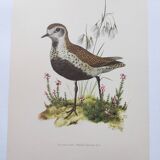 Old bird illustration from the 1960s - Golden Plover - Animal and nature plate