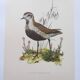 Old bird illustration from the 1960s - Golden Plover - Animal and nature plate