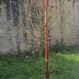 Curved wood coat rack – Thonet style