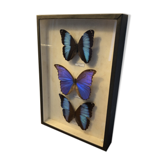 Naturalized butterfly frame