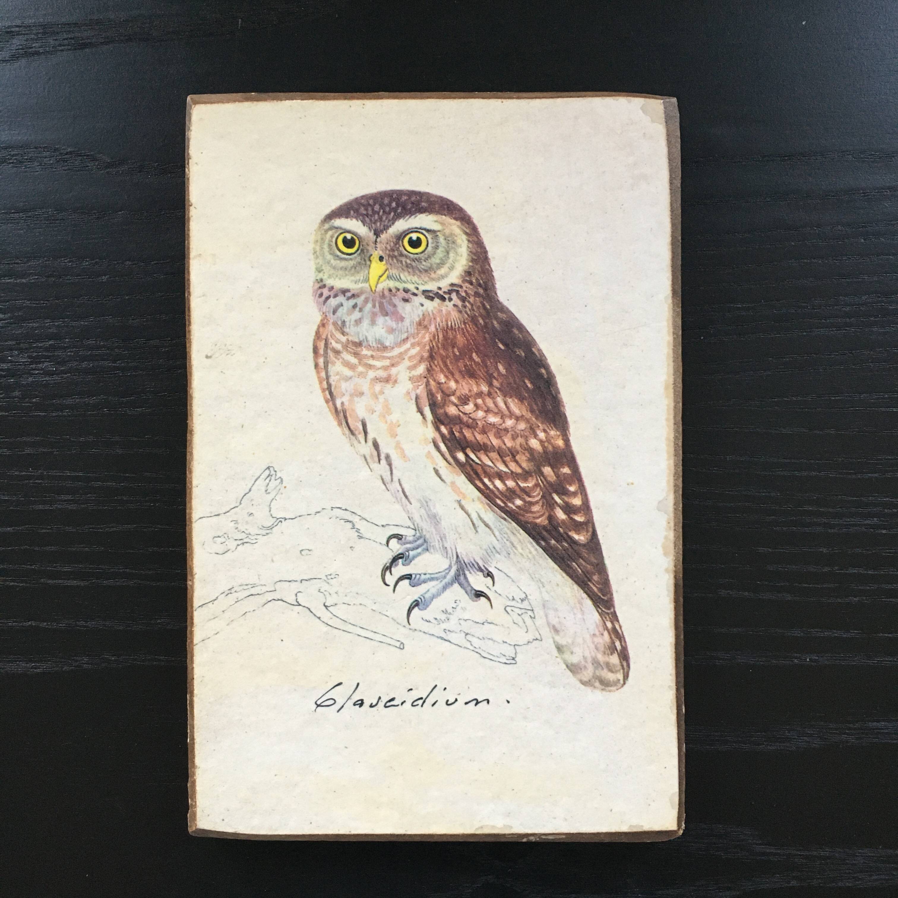 Owl ornithological board