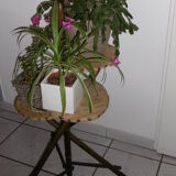 Support of 3-door plants