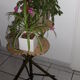 Support of 3-door plants