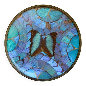Plat - Ailes de papillons sous verre