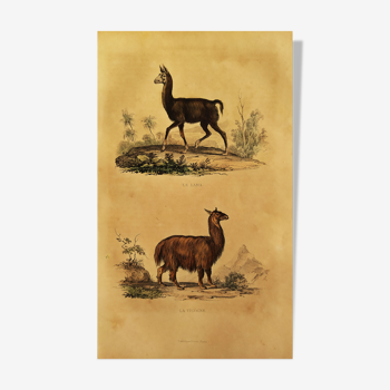 Planche zoologique originale " Lama & Vigogne " Buffon 1838