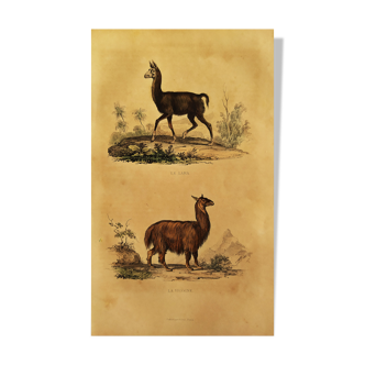 Planche zoologique originale " Lama & Vigogne " Buffon 1838