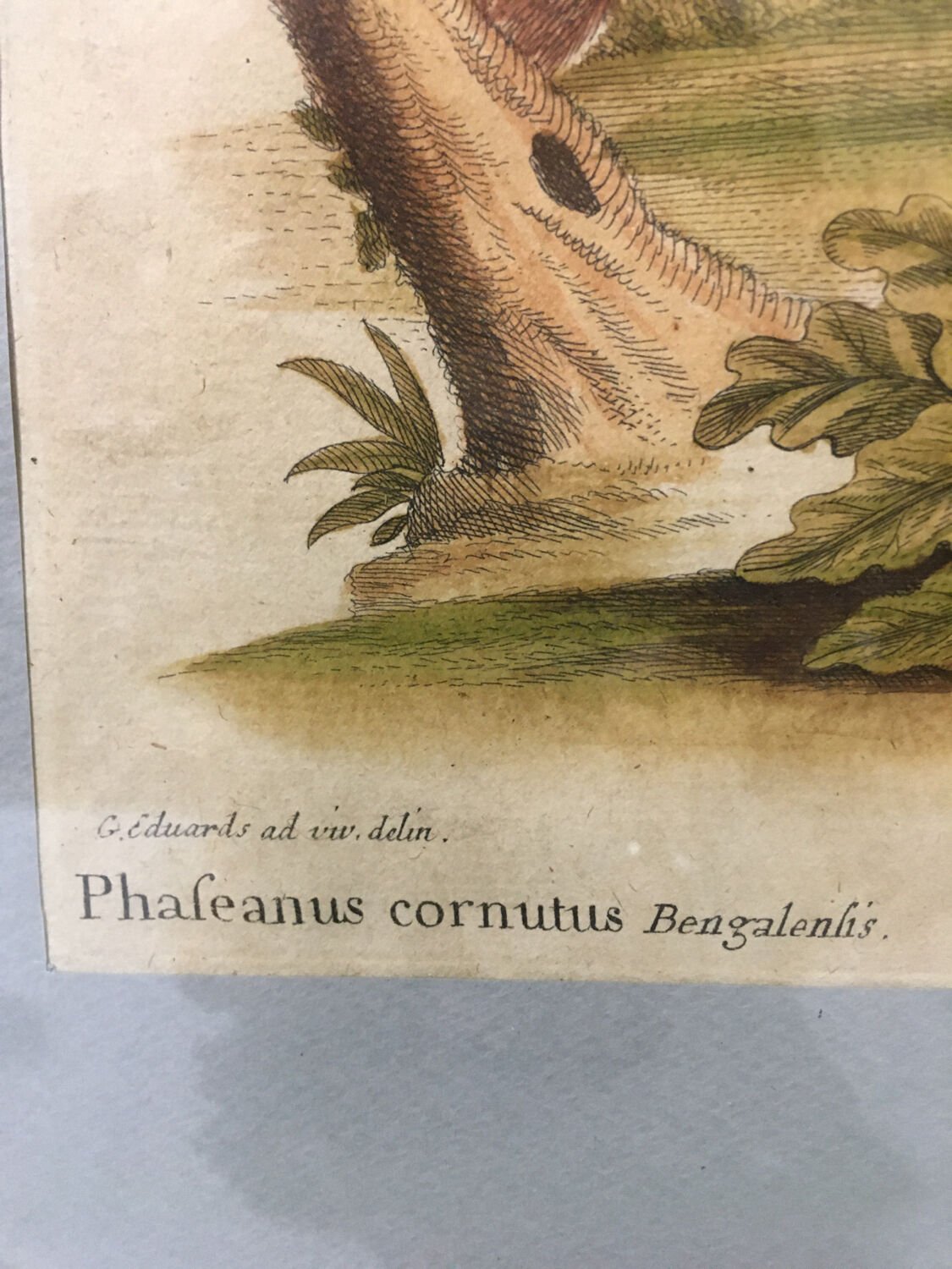 Ornithological engraving