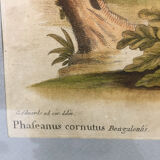 Ornithological engraving