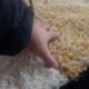 Berber rug in pure wool size 150 x 250 cm