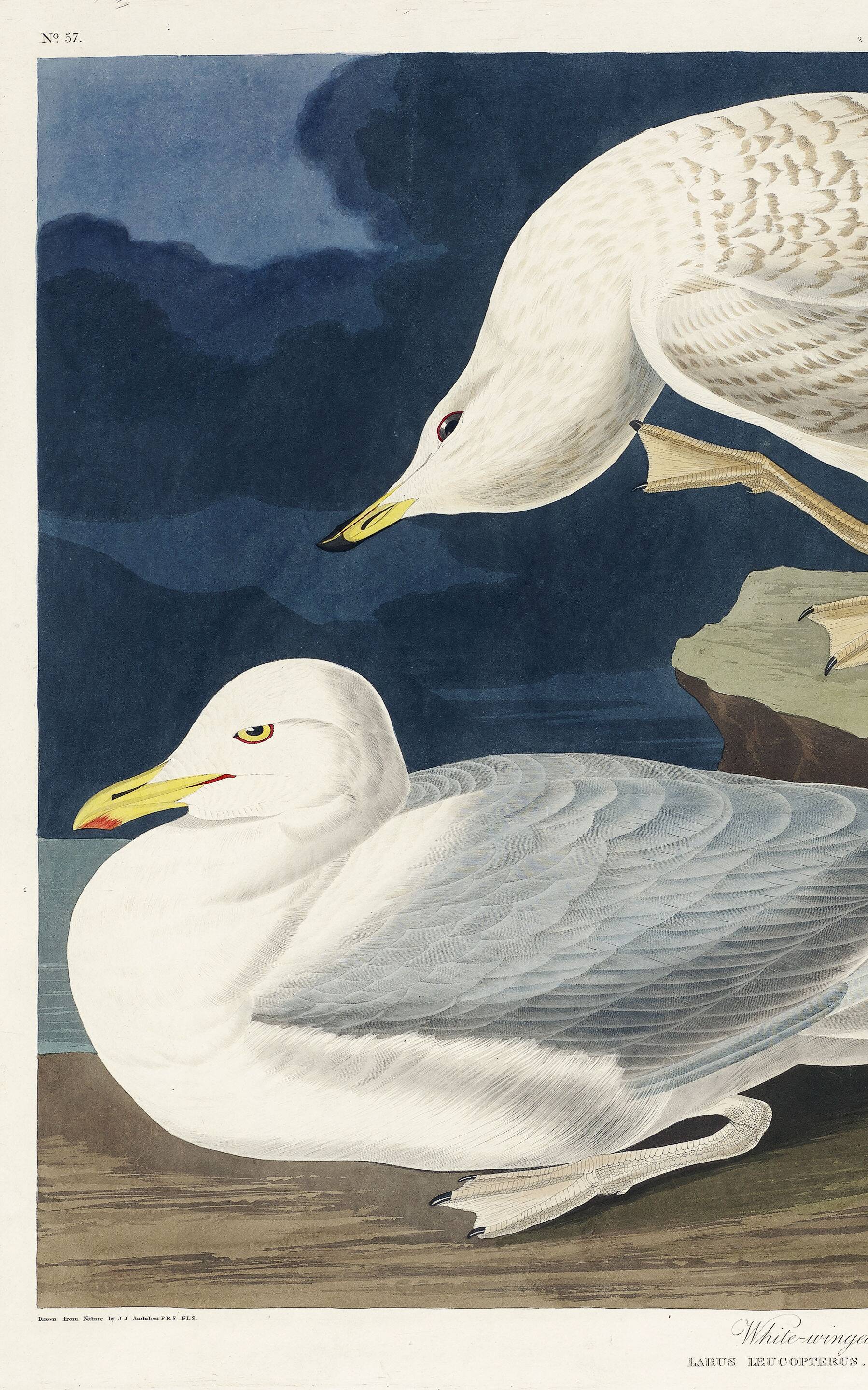 Poster about the Seagull, based on an old engraving from 1827.