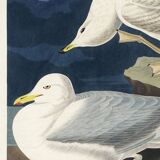 Poster about the Seagull, based on an old engraving from 1827.