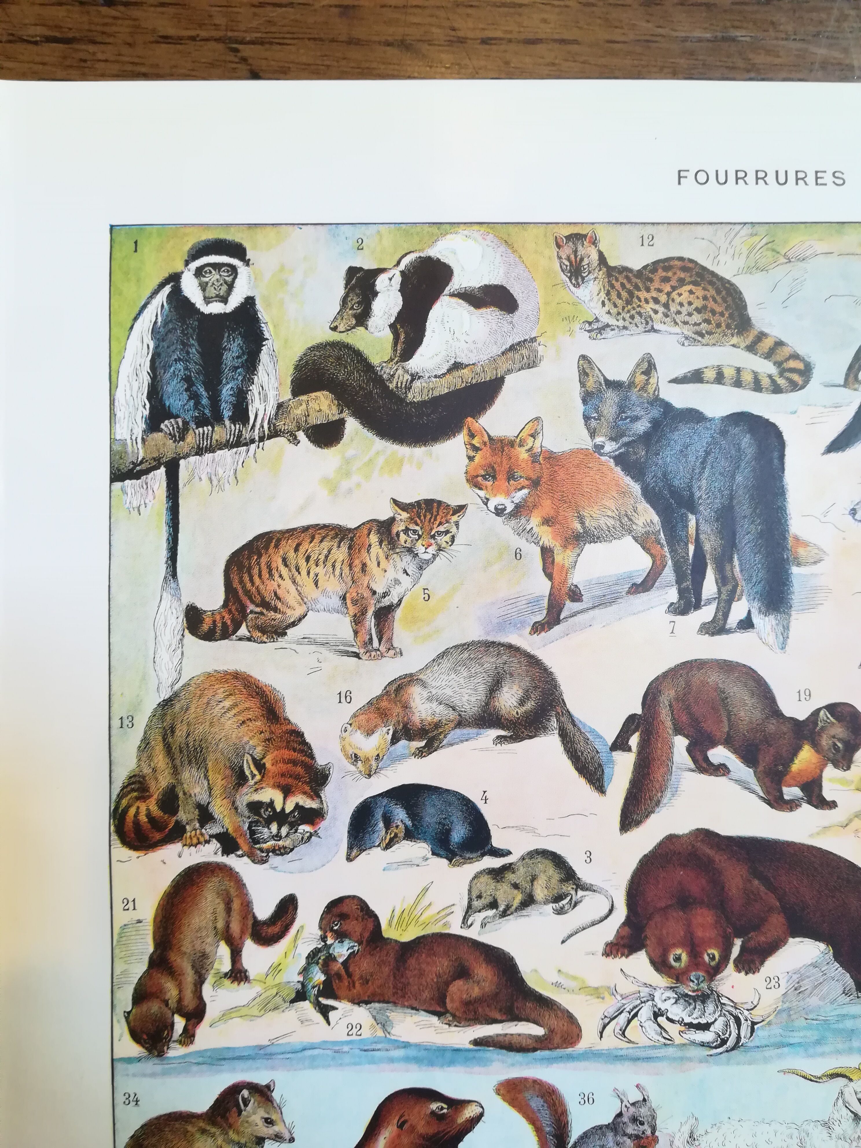 Lithograph on furbearing animals from 1928