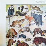 Lithograph on furbearing animals from 1928