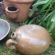 Toad gourd
