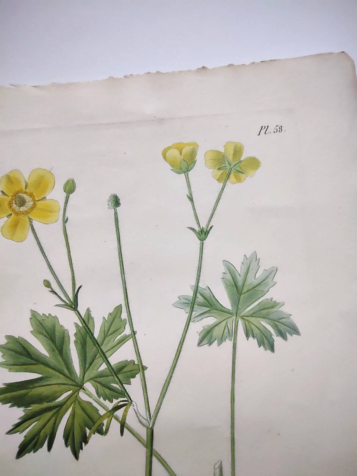 Gravure botanique de 1829 - Renoncule acre par Poiteau