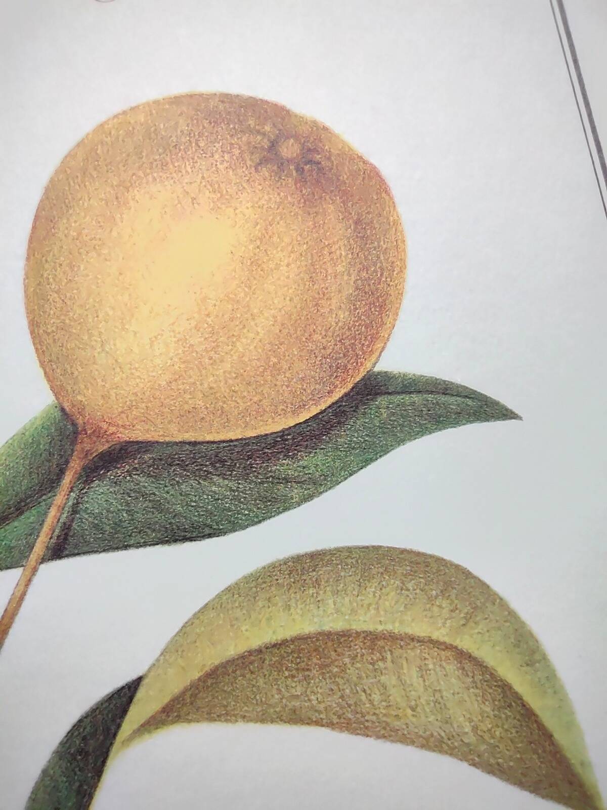 Gravure d'agrume bergamotier illustration de citrus bergamia