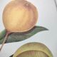 Gravure d'agrume bergamotier illustration de citrus bergamia