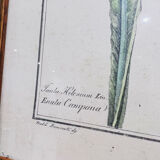 Cadre en bois et herbier ancien