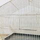 Cage à oiseaux