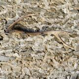 Deer antler coat rack 3 hooks